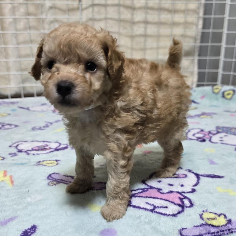 販売中の岡山県のトイプードル-422177の15枚目