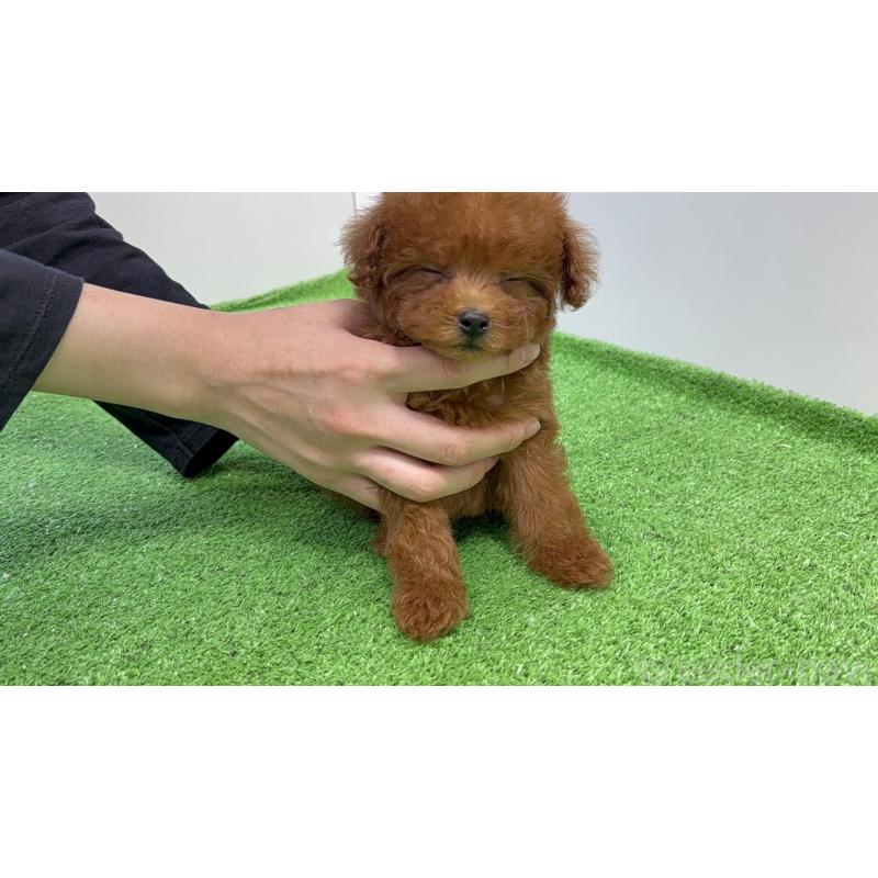 販売中の東京都のタイニープードル-424930の3枚目