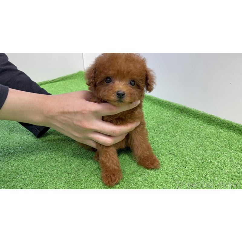 販売中の新潟県のタイニープードル-424931の5枚目