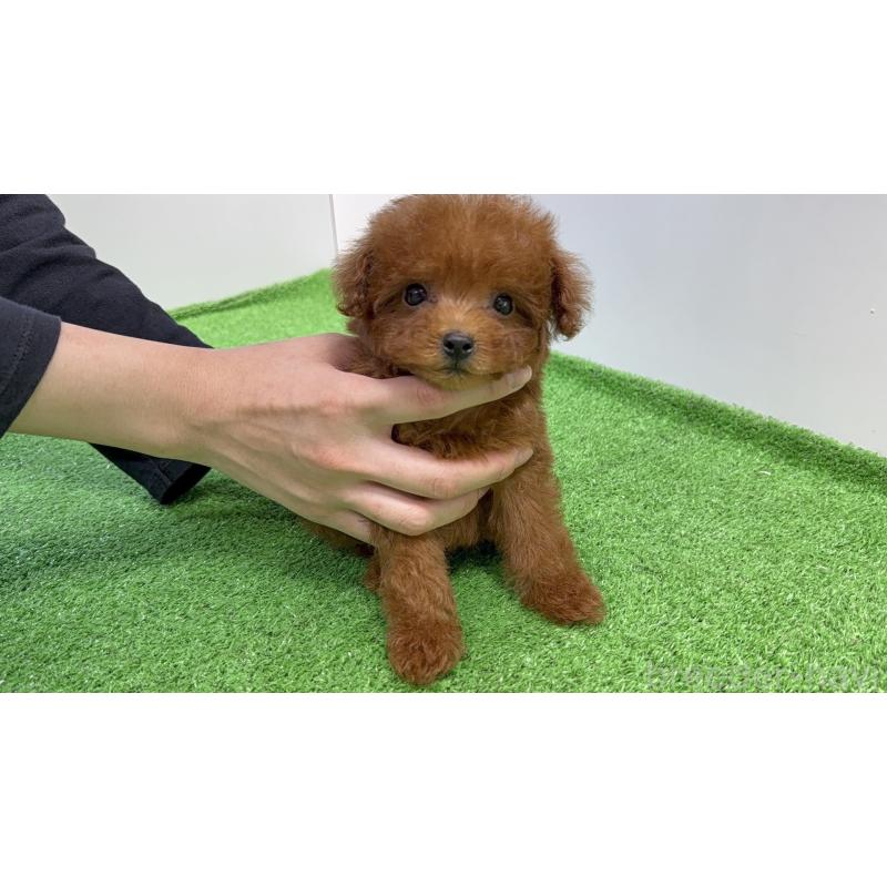 販売中の新潟県のタイニープードル-424931の3枚目