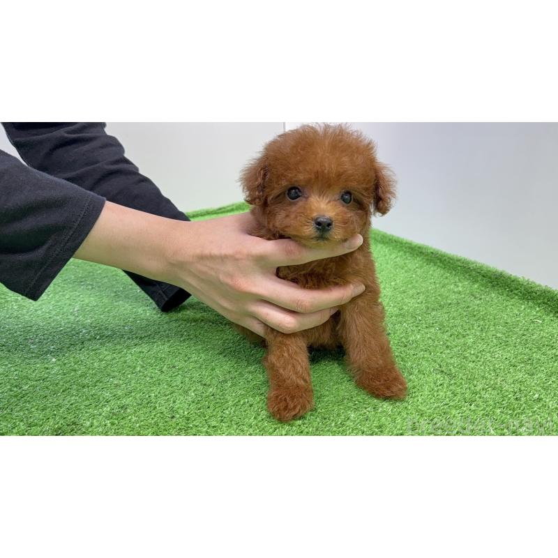 販売中の新潟県のタイニープードル-424931の2枚目