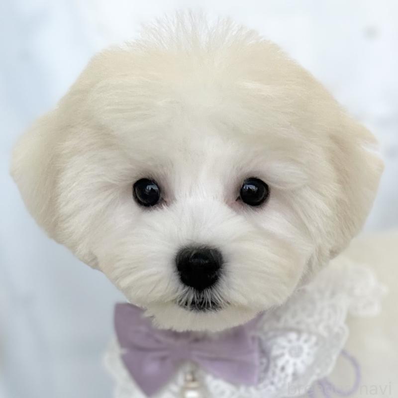 販売中の愛知県のミックス犬-416165