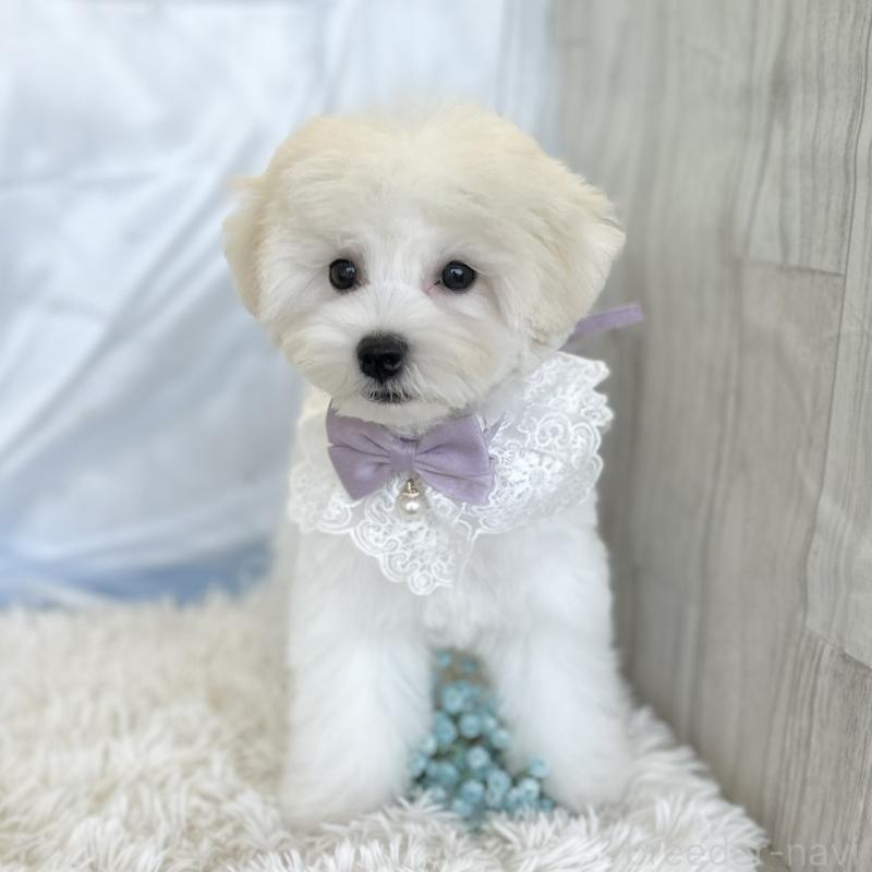 販売中の愛知県のミックス犬-416165の4枚目