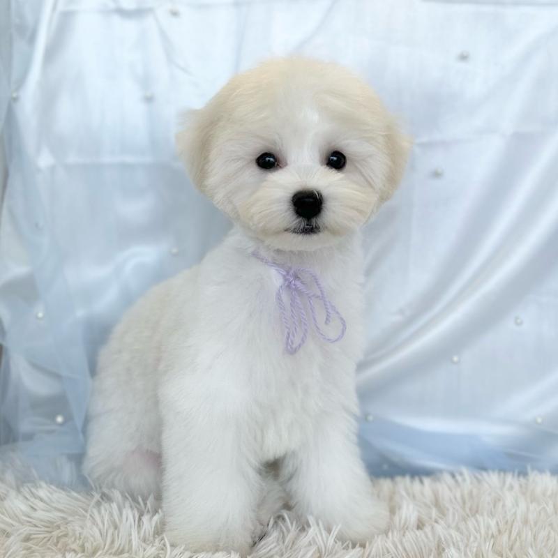 販売中の愛知県のミックス犬-416165の3枚目