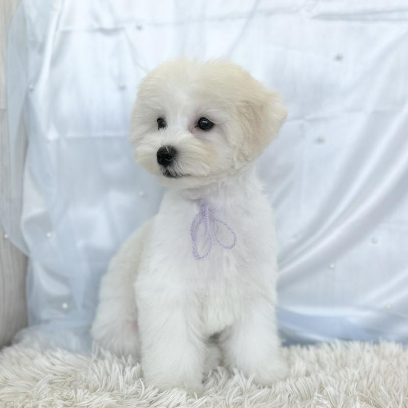 販売中の愛知県のミックス犬-416165の2枚目