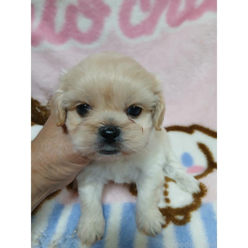 販売中の茨城県のミックス犬-424932の2枚目