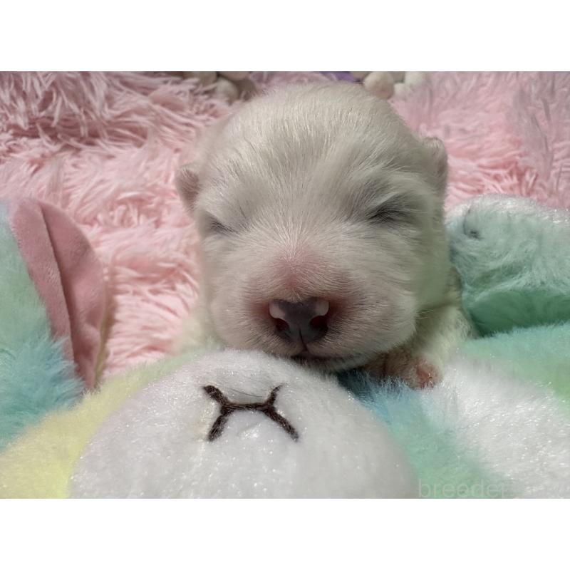 販売中の山形県のサモエド-421301の4枚目