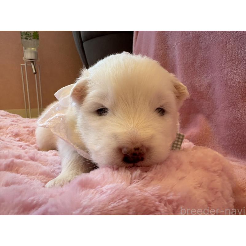 販売中の山形県のサモエド-421301