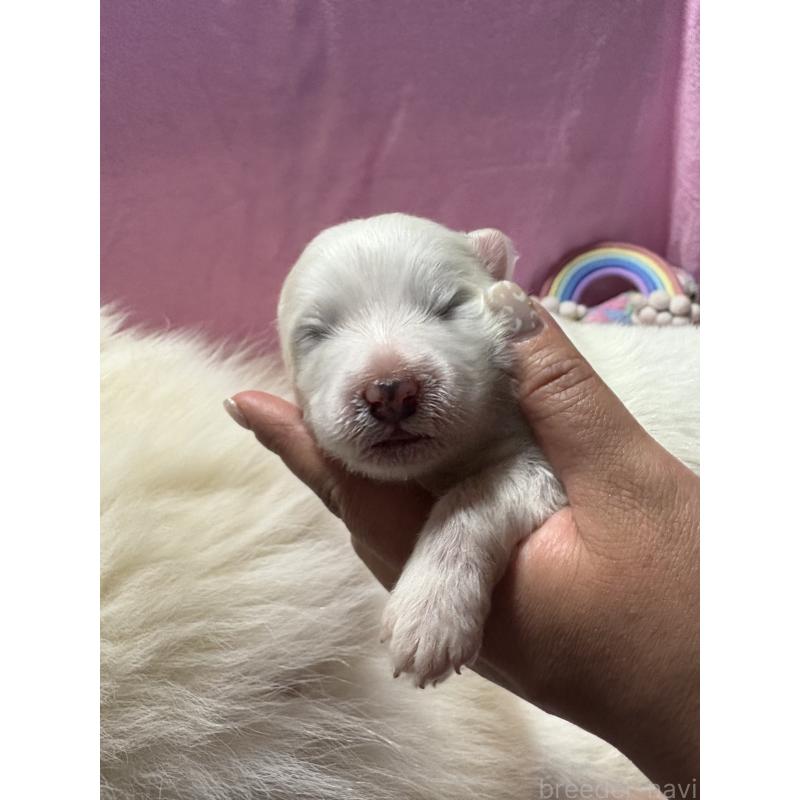 販売中の山形県のサモエド-421306の4枚目