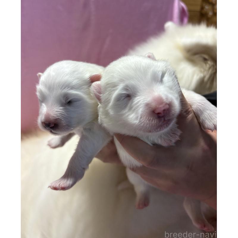 成約済の山形県のサモエド-421307の3枚目