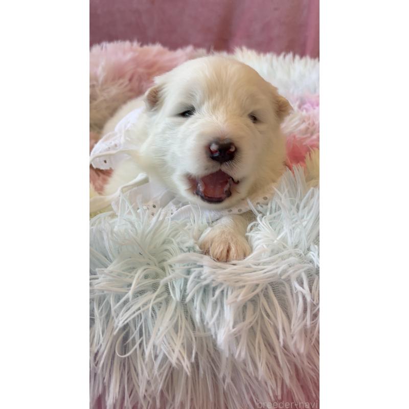 成約済の山形県のサモエド-421307の2枚目