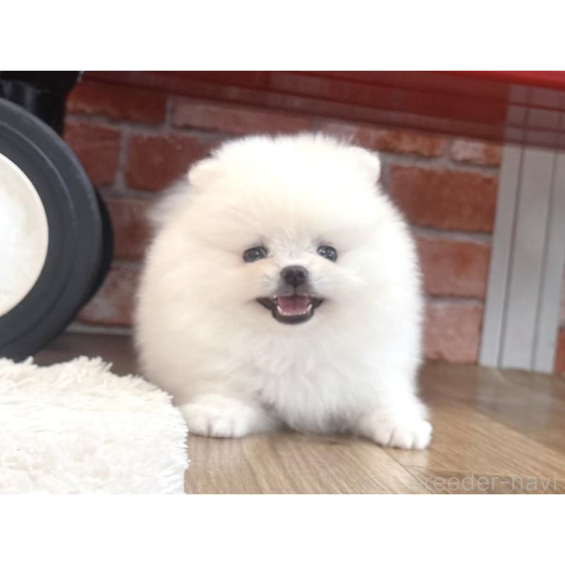 販売中の神奈川県のポメラニアン-424934の5枚目