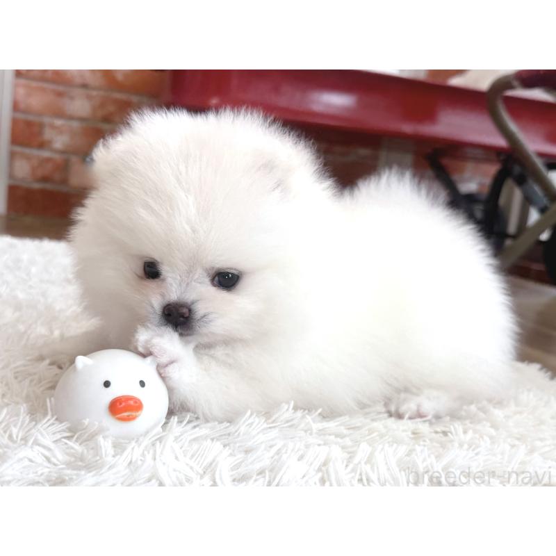 販売中の神奈川県のポメラニアン-424934の4枚目