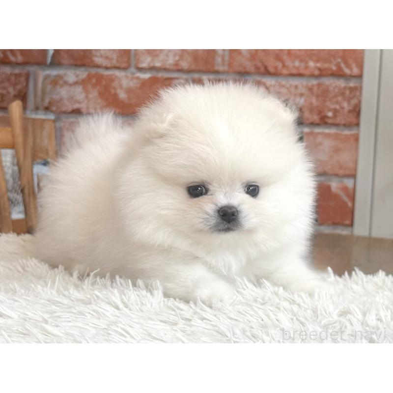 販売中の神奈川県のポメラニアン-424934の3枚目