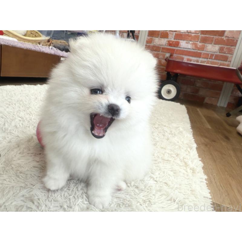 販売中の神奈川県のポメラニアン-424934の2枚目