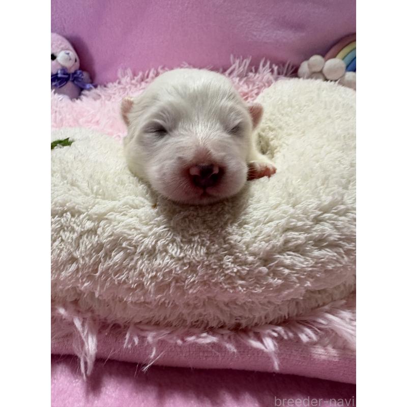 販売中の山形県のサモエド-421299の4枚目