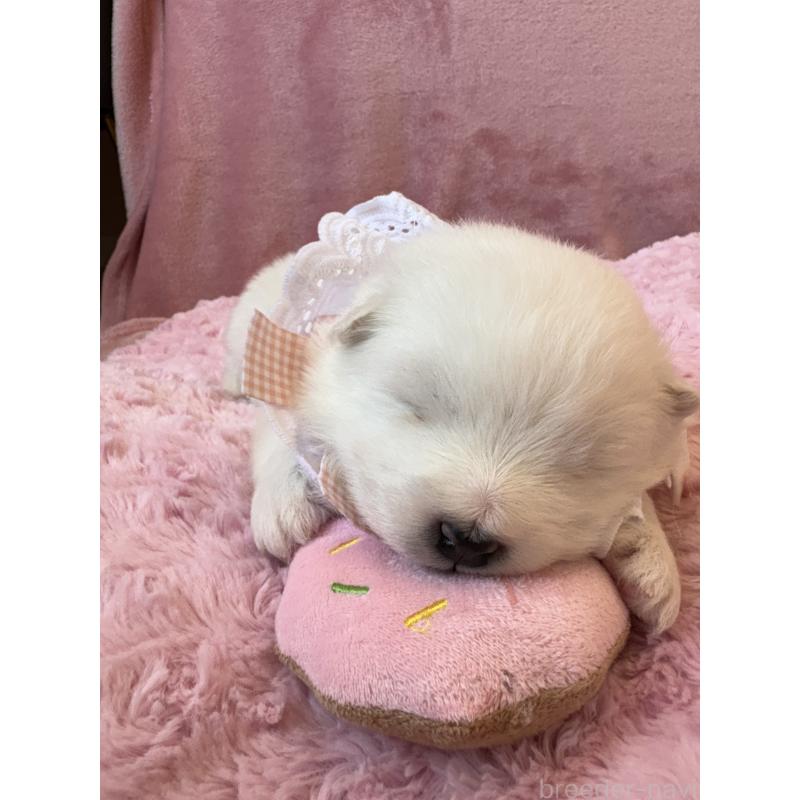 販売中の山形県のサモエド-421299