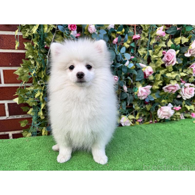 販売中の茨城県のポメラニアン-416320の4枚目