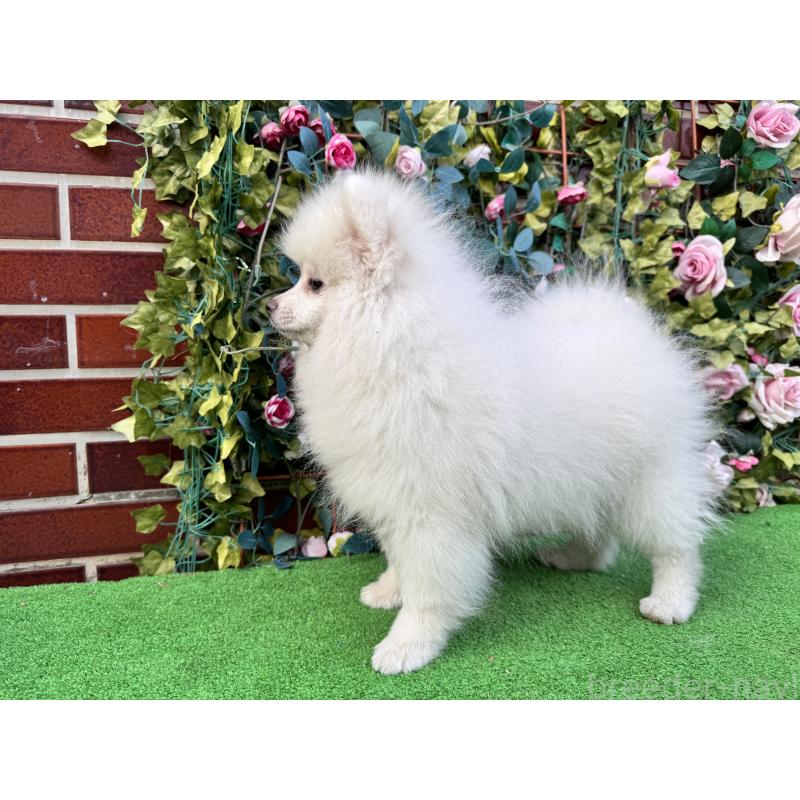 販売中の茨城県のポメラニアン-416320の3枚目