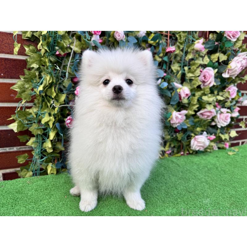 販売中の茨城県のポメラニアン-416320の2枚目