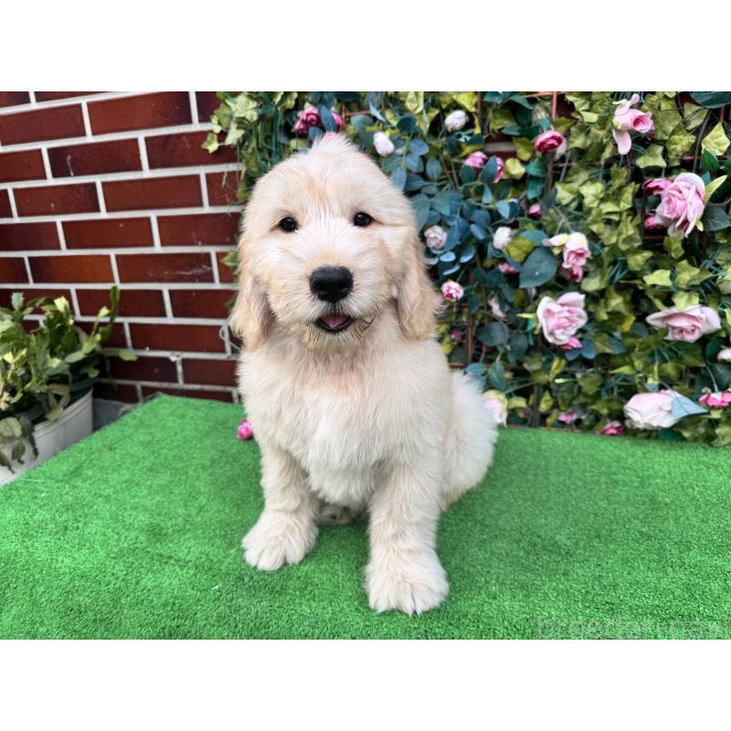 販売中の茨城県のゴールデンドゥードル:ゴールデンレトリーバー×プードル-410460の2枚目