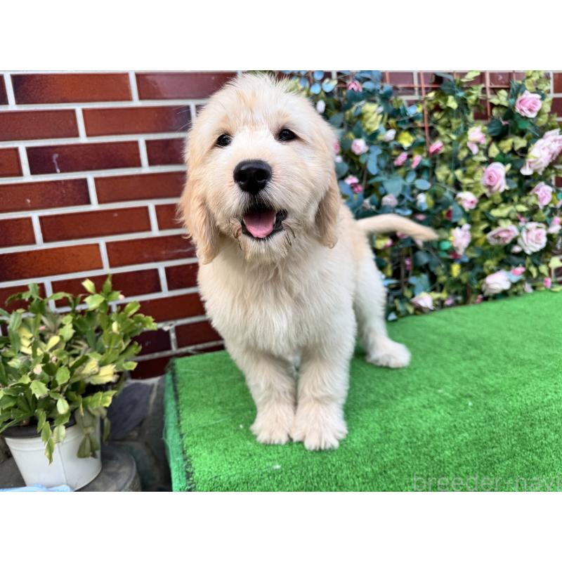 販売中の茨城県のゴールデンドゥードル:ゴールデンレトリーバー×プードル-406706の2枚目