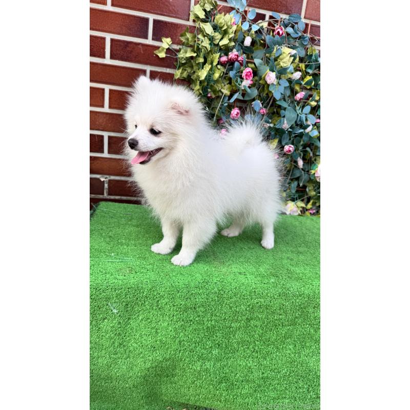 販売中の茨城県のポメラニアン-410151の3枚目