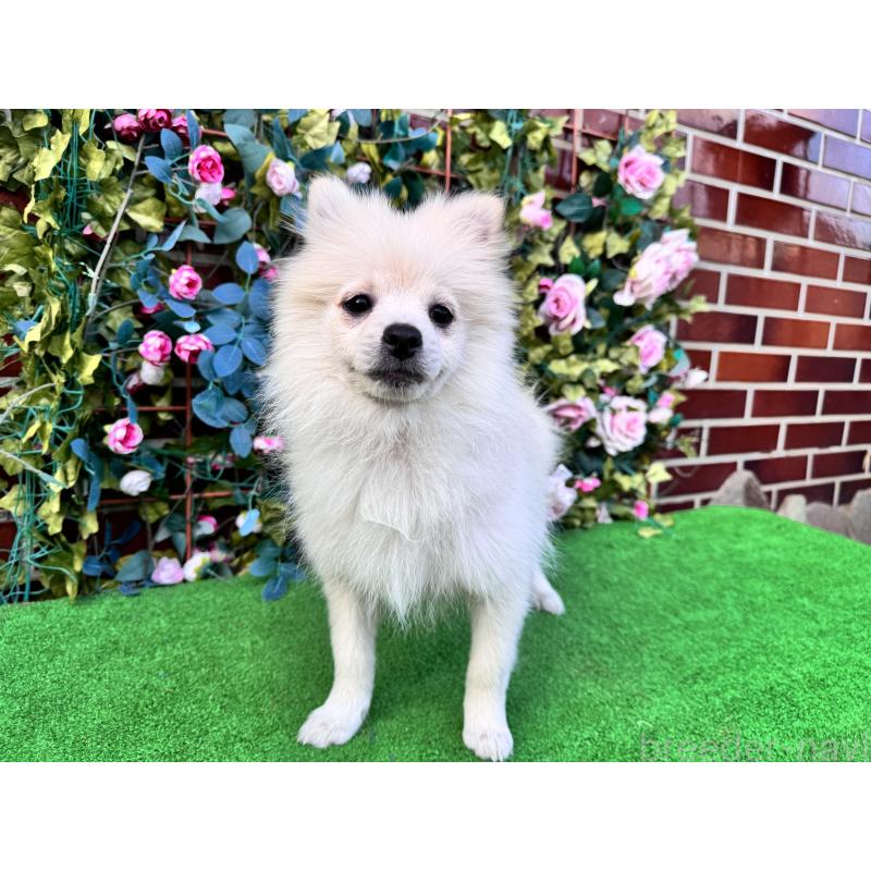 販売中の茨城県のポメラニアン-410151の2枚目