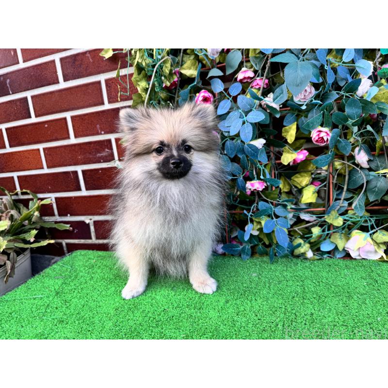 販売中の茨城県のポメラニアン-411672の3枚目