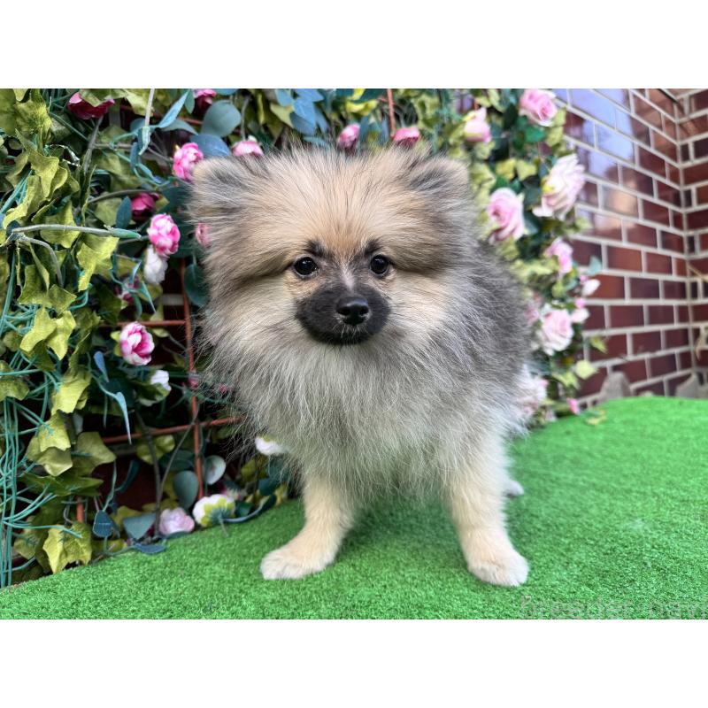 販売中の茨城県のポメラニアン-411672の2枚目