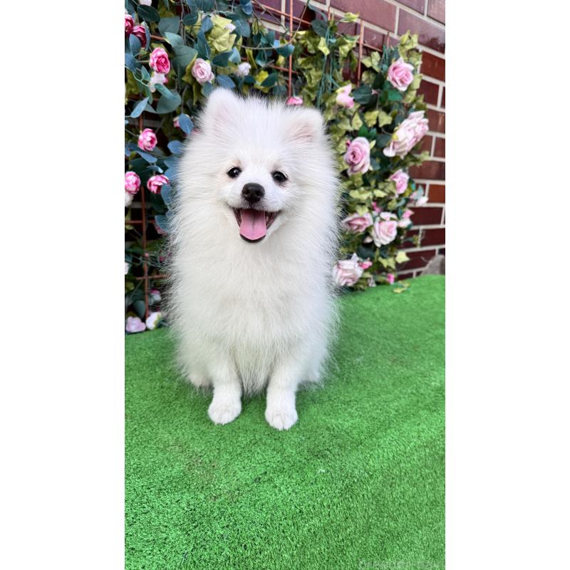 販売中の茨城県のポメラニアン-411670の4枚目