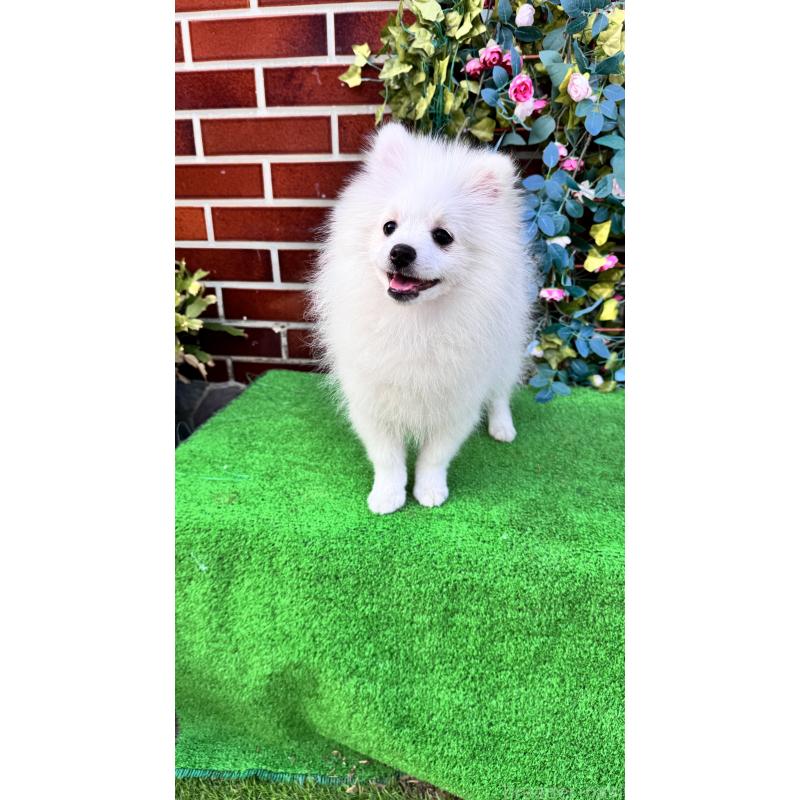 販売中の茨城県のポメラニアン-411670の3枚目