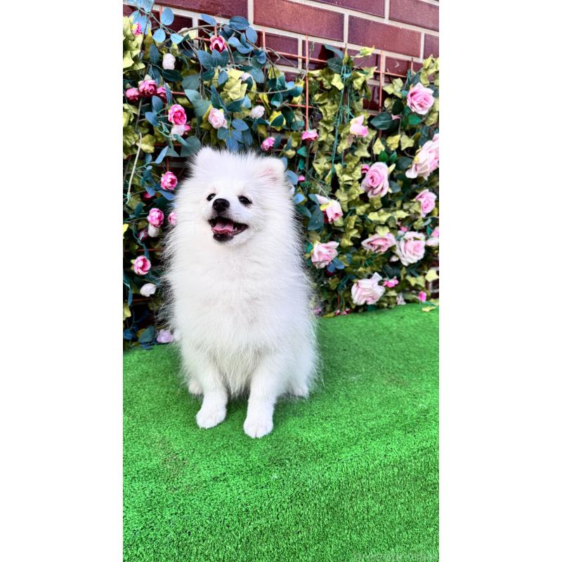 販売中の茨城県のポメラニアン-411670の2枚目