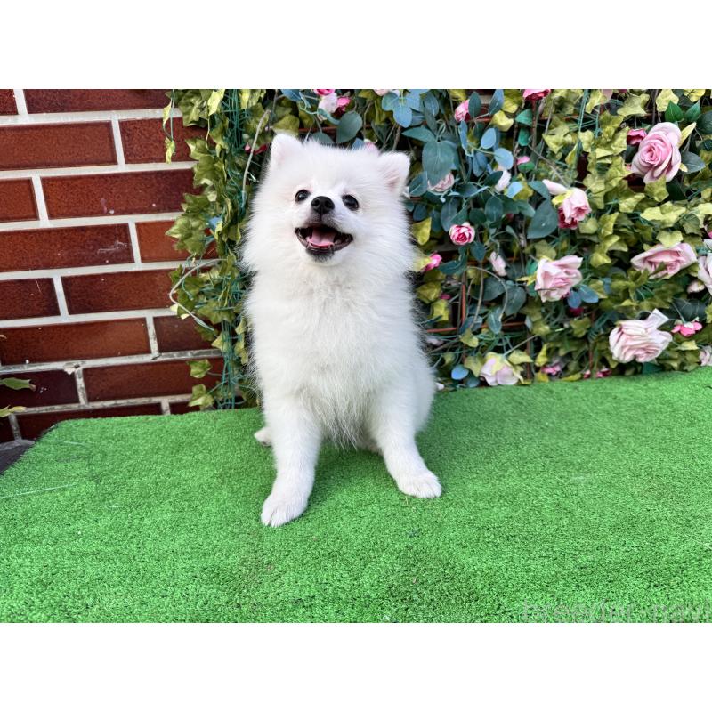 販売中の茨城県のポメラニアン-416319の4枚目