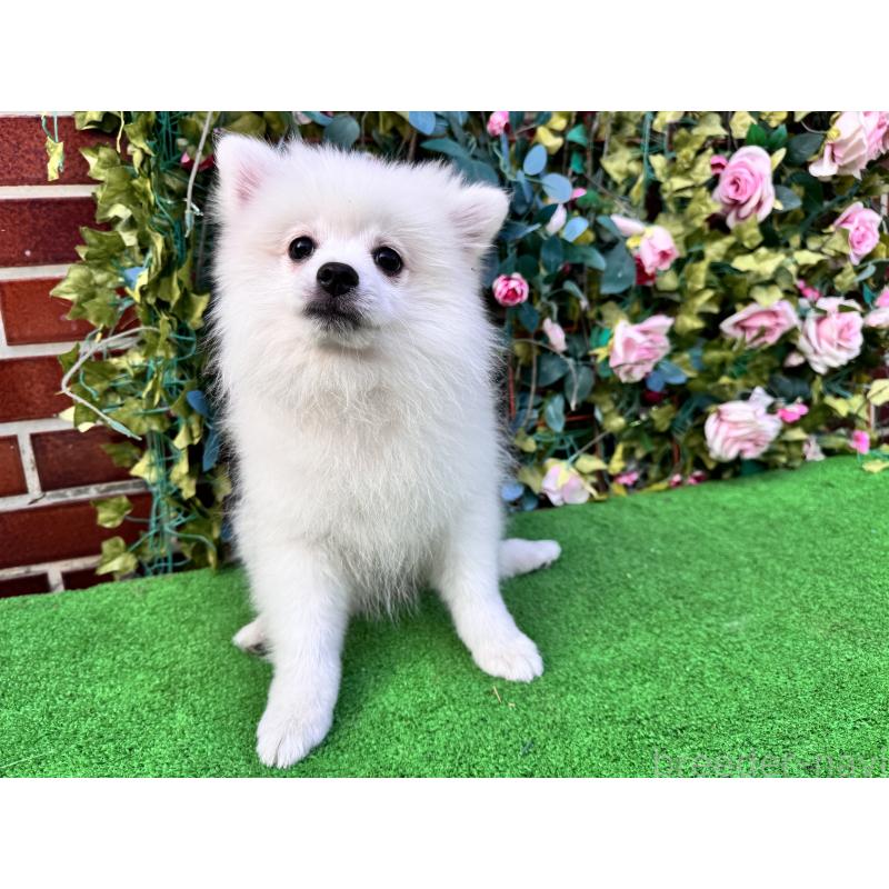 販売中の茨城県のポメラニアン-416319の2枚目