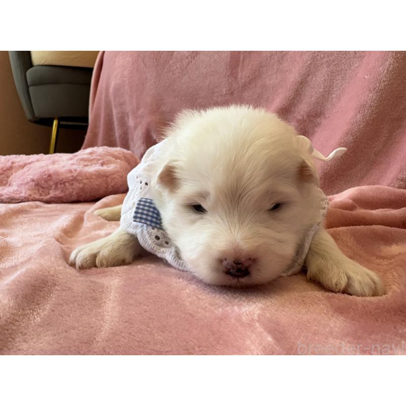 販売中の山形県のサモエド-421303