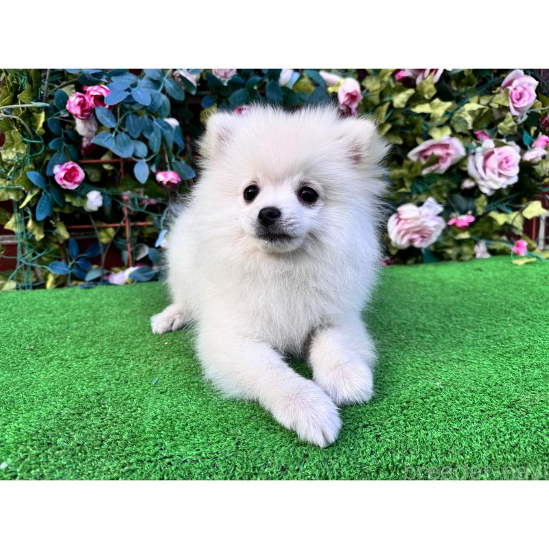 販売中の茨城県のポメラニアン-416322の5枚目