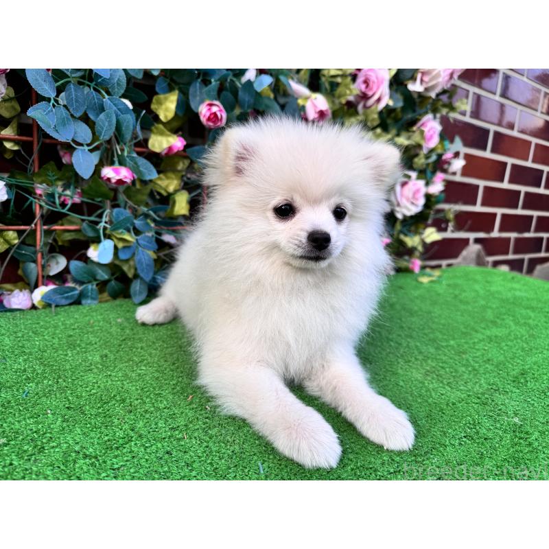 販売中の茨城県のポメラニアン-416322の4枚目