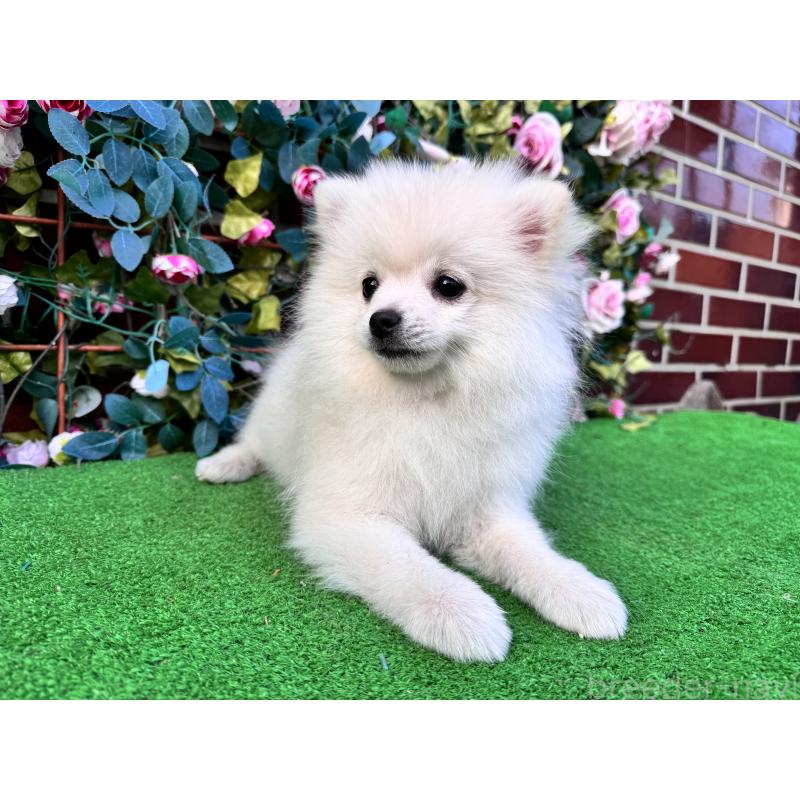 販売中の茨城県のポメラニアン-416322の3枚目