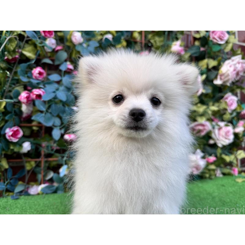 販売中の茨城県のポメラニアン-416322の2枚目