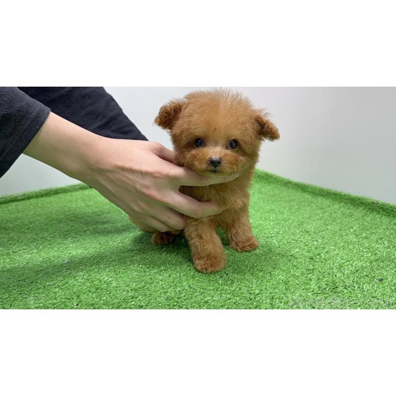 販売中の新潟県のティーカッププードル-424935の4枚目