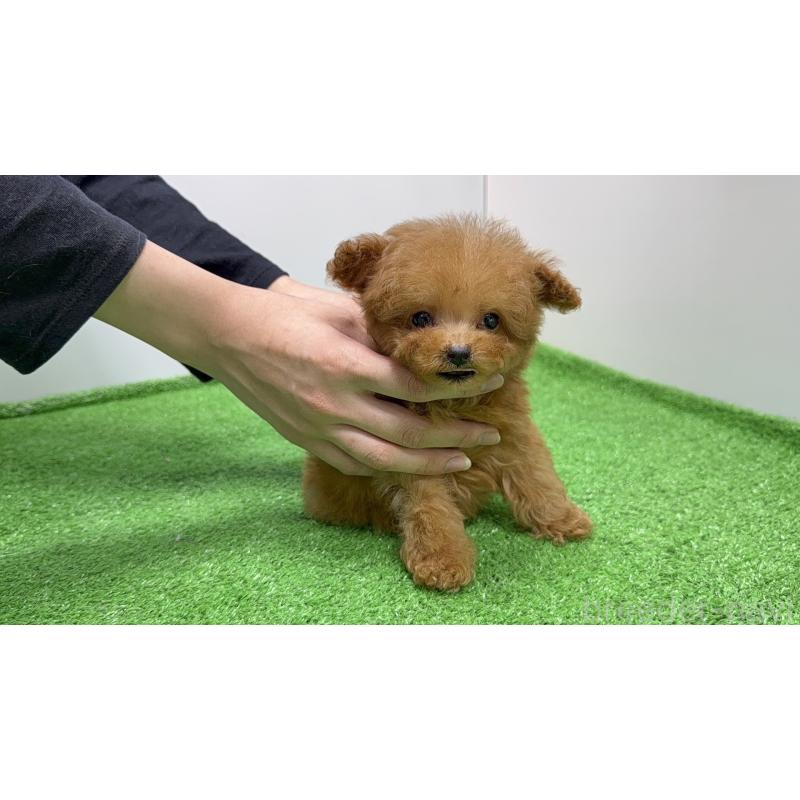 販売中の新潟県のティーカッププードル-424935の3枚目