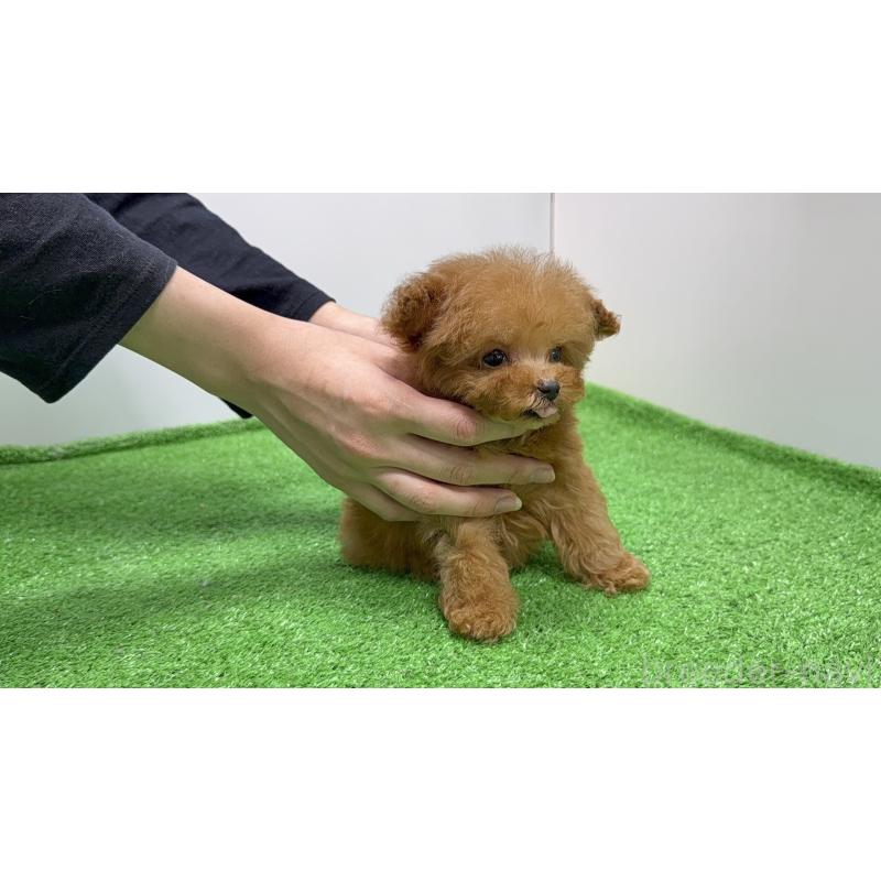 販売中の新潟県のティーカッププードル-424935の2枚目