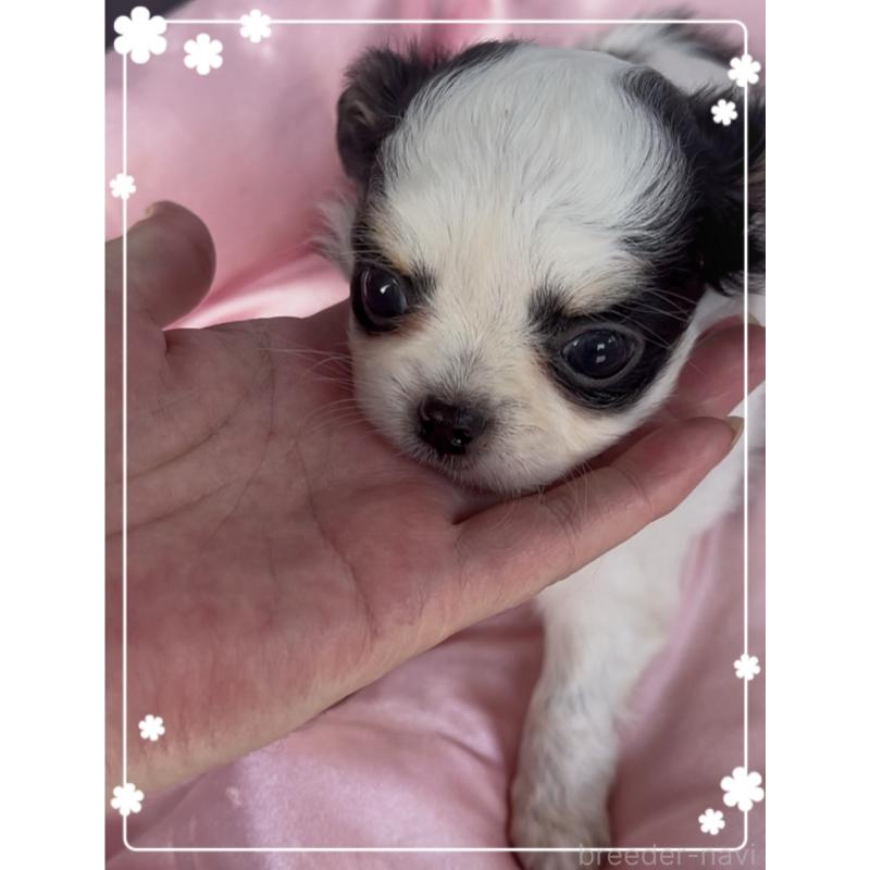 販売中の東京都のチワワ(ロングコート)-422821