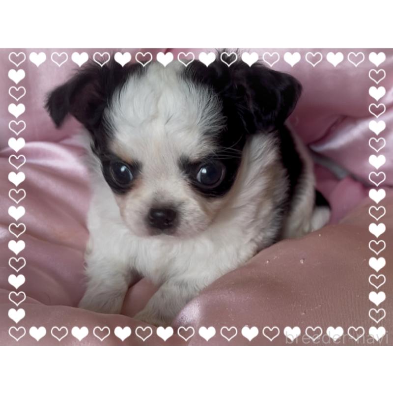 成約済の東京都のチワワ(ロングコート)-422821の8枚目