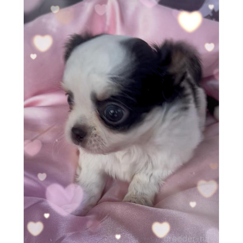 成約済の東京都のチワワ(ロングコート)-422821の7枚目