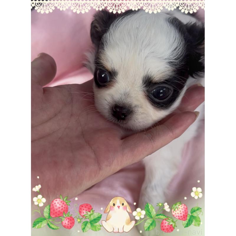 成約済の東京都のチワワ(ロングコート)-422821の6枚目