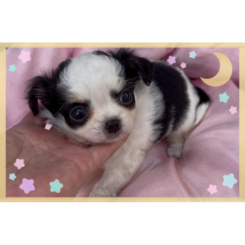 成約済の東京都のチワワ(ロングコート)-422821の5枚目