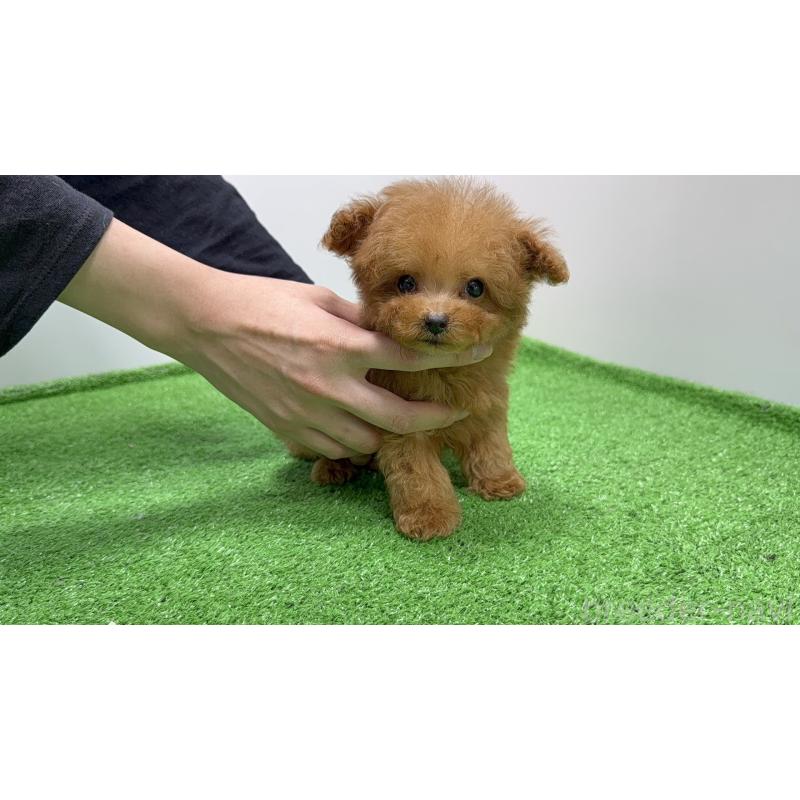 販売中の東京都のティーカッププードル-424936の5枚目