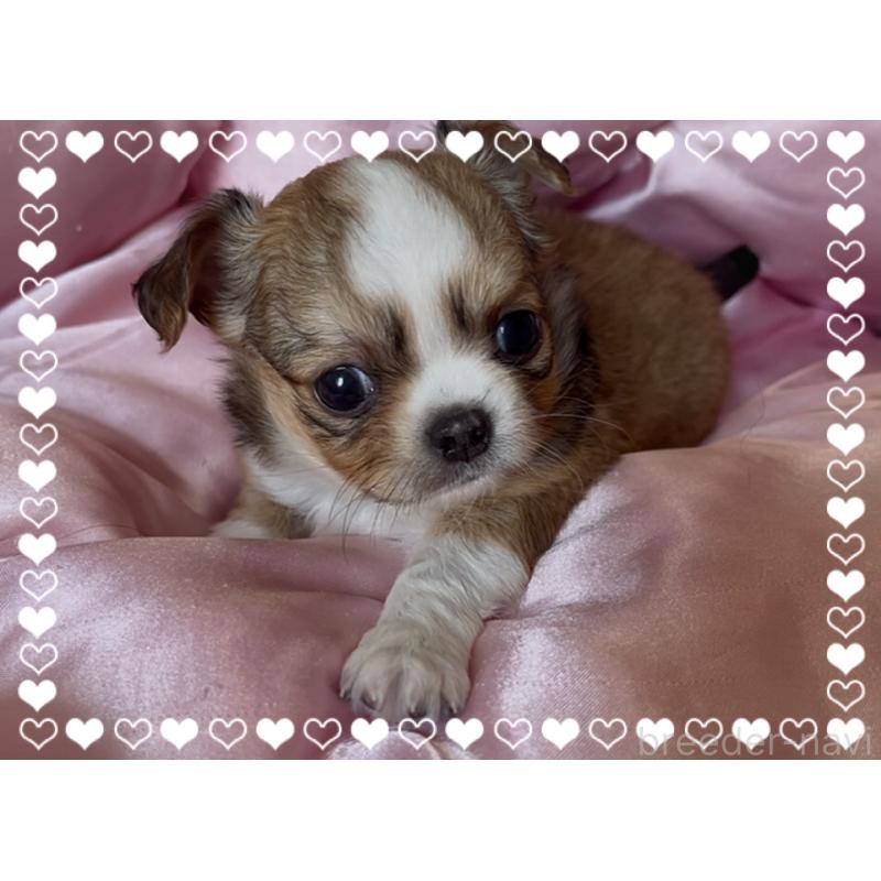 販売中の東京都のチワワ(ロングコート)-422820